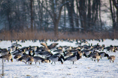 Geese in the Snow