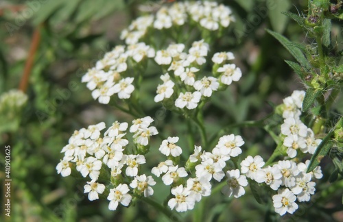 Beautiful white yarrow flowers in the meadow  closeup