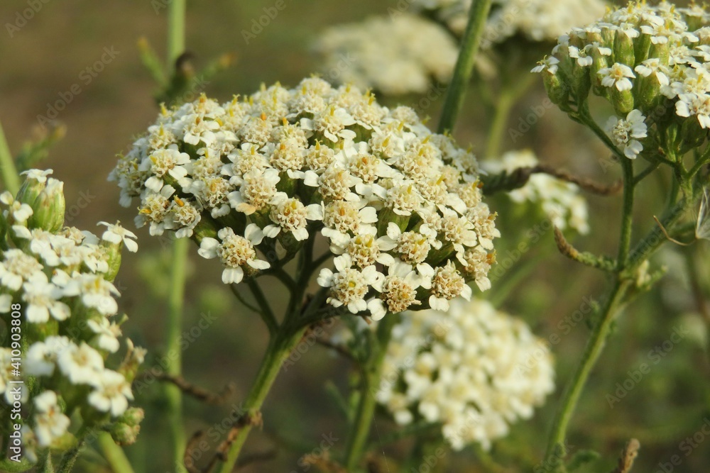Yarrow flowers in the meadow over natural plant background, closeup Yarrow flowers in the meadow over natural plant background, closeup