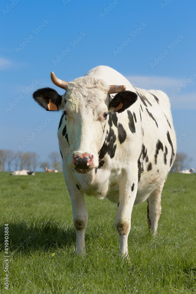 Milk cow on a meadow