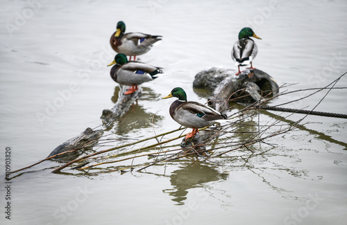 Wild ducks on the tree branch on water