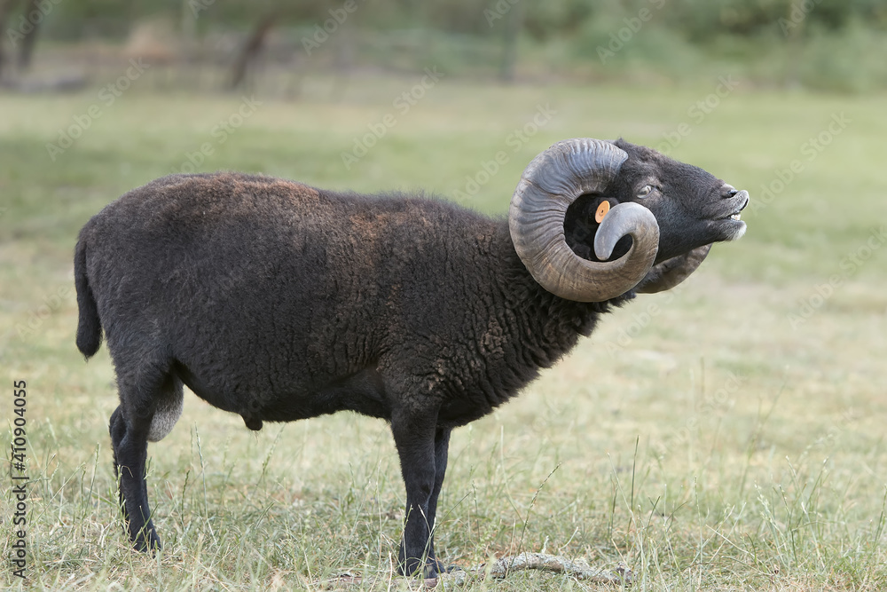 Black male ouessant sheep