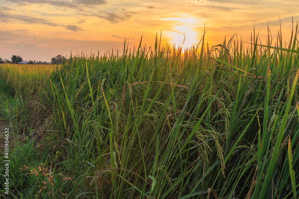 Fototapeta premium Rice fields and sunset sky view
