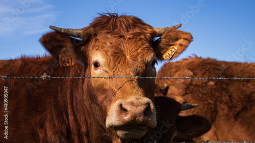 Closeup shot of a limousine breed cow behind a wired fence