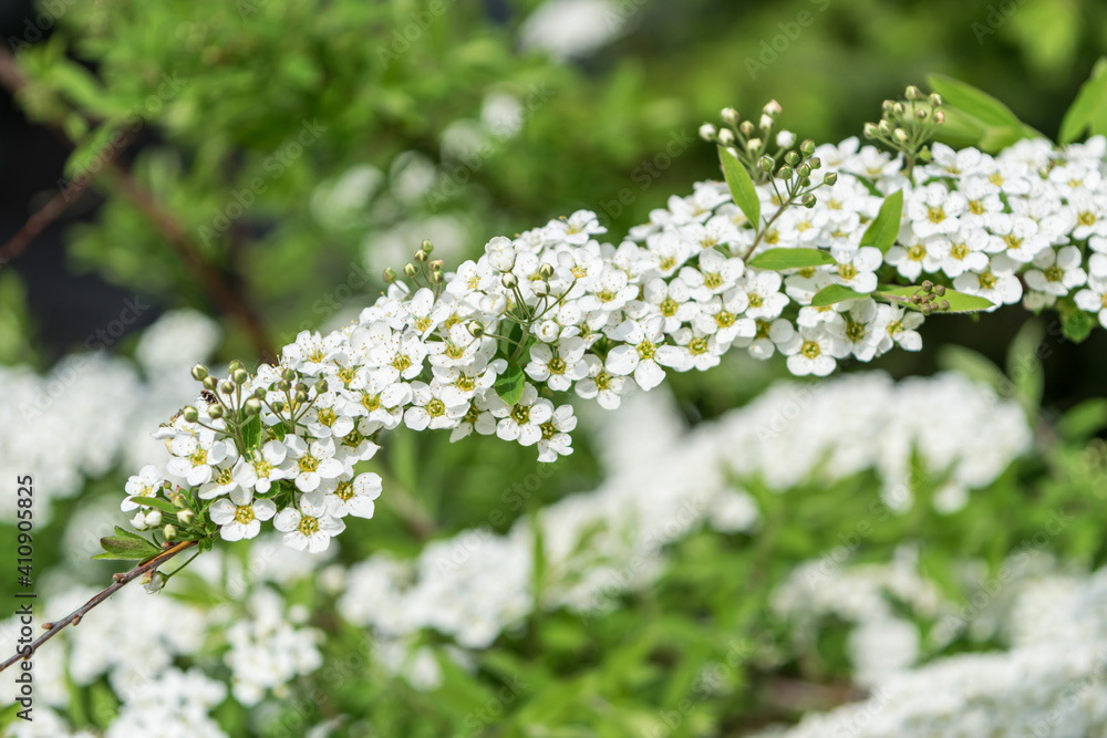 Spring primroses delicate white small flowers on a branch on a spring day. fresh bright greens. close-up Spring primroses delicate white small flowers on a branch on a spring day. fresh bright greens. close-up