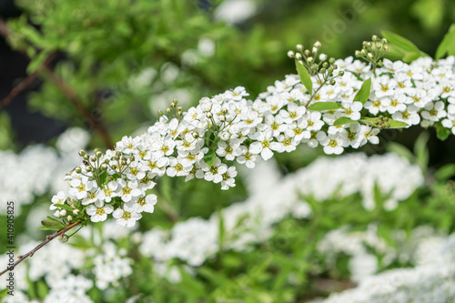 Spring primroses delicate white small flowers on a branch on a spring day. fresh bright greens. close-up 