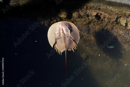 Closeup top view of a Horseshoe crab marine arthropod in a water