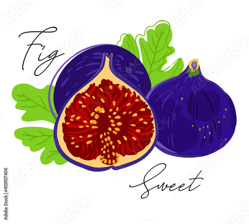The fig fruit is simplified, stylized for logo, design, backgrounds, patterns. Vector illustration, handmade, full color.