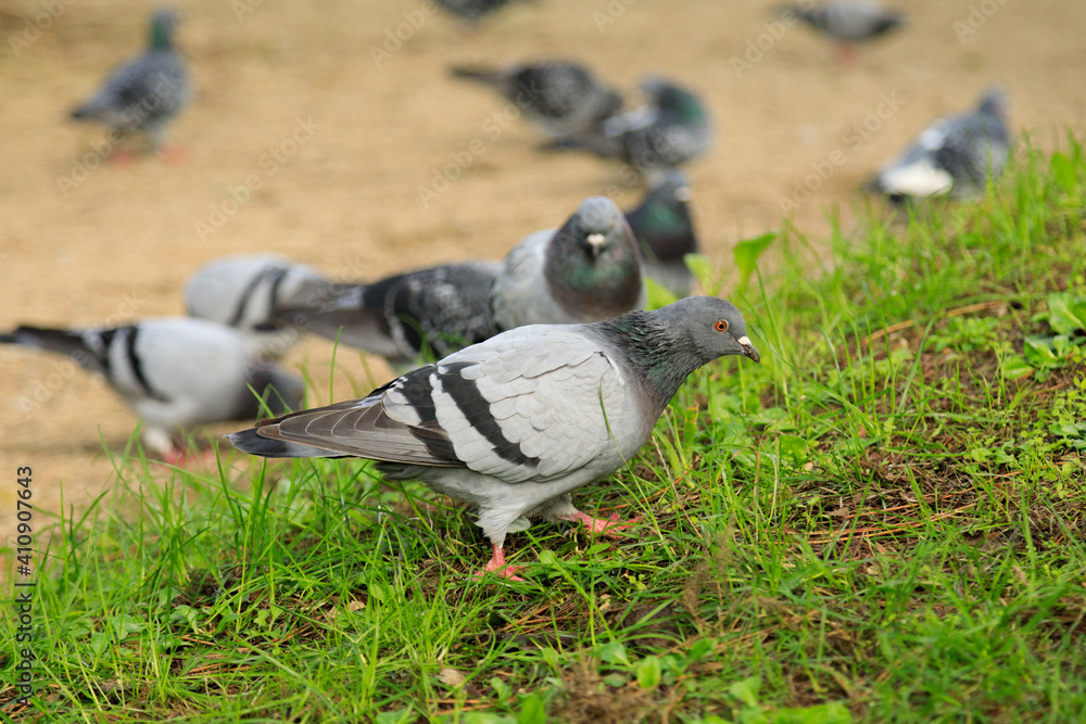Fototapeta premium Selective focus shot of pigeons in a park 
