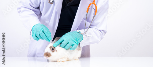 Veterinarians use cotton swabs to check the fluffy rabbit eyes and check for the fungus. Concept of animal healthcare with a professional in an animal hospital