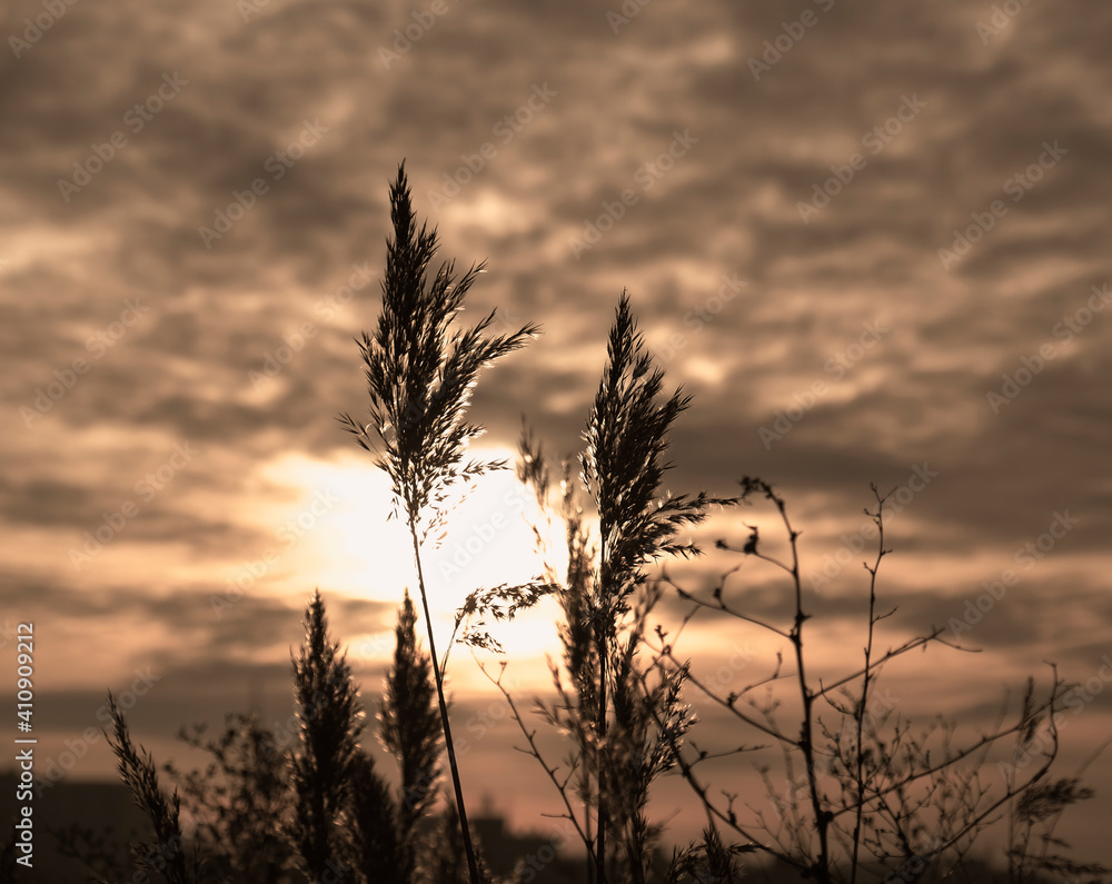 Golden reeds sway in the wind against sunset sky. Abstract natural background. Pattern with neutral colors. Minimal, stylish, trend concept. Golden sedge grass, dry reed, reed layer, reed seeds. Golden reeds sway in the wind against sunset sky. Abstract natural background. Pattern with neutral colors. Minimal, stylish, trend concept. Golden sedge grass, dry reed, reed layer, reed seeds.