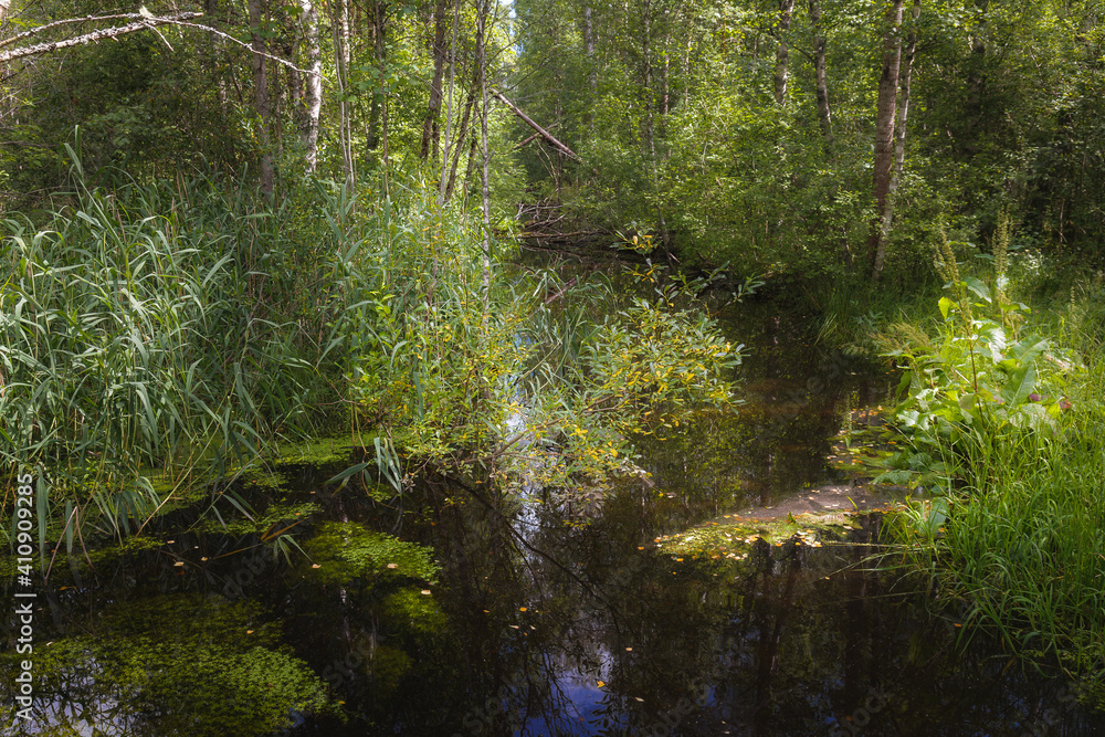 Fototapeta premium Pine forest area with stream