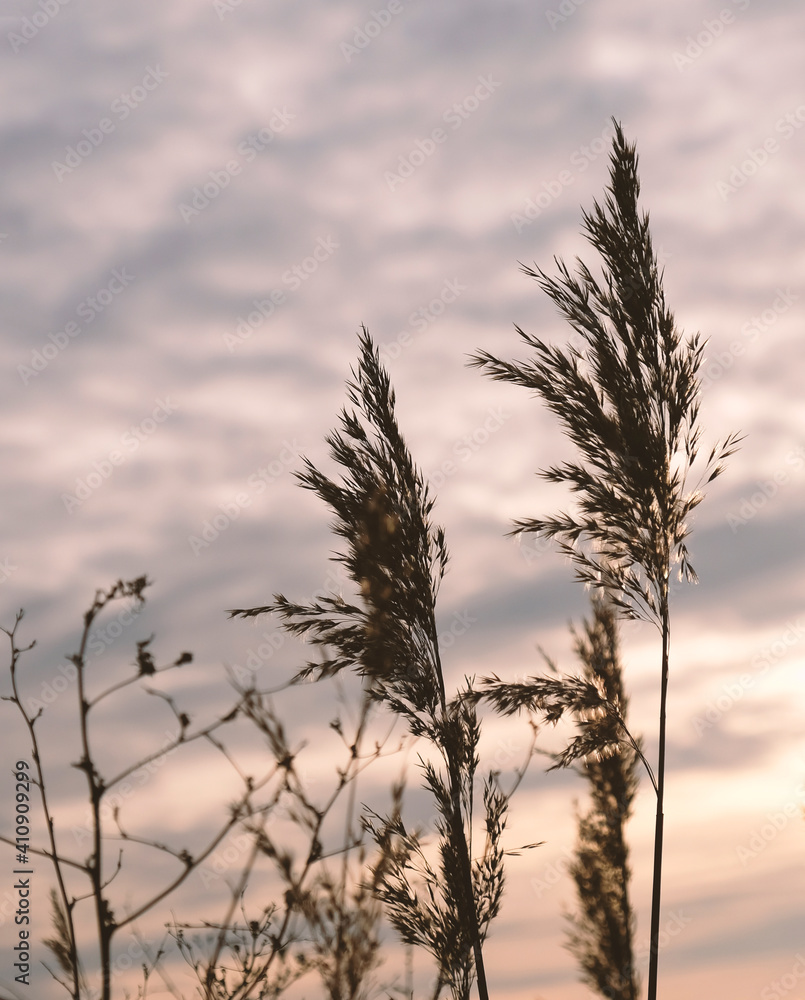 Obraz premium Golden reeds sway in the wind against sunset sky. Abstract natural background. Pattern with neutral colors. Minimal, stylish, trend concept. Golden sedge grass, dry reed, reed layer, reed seeds.