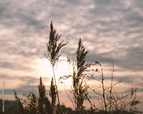 Golden reeds sway in the wind against sunset sky. Abstract natural background. Pattern with neutral colors. Minimal  stylish  trend concept. Golden sedge grass  dry reed  reed layer  reed seeds.