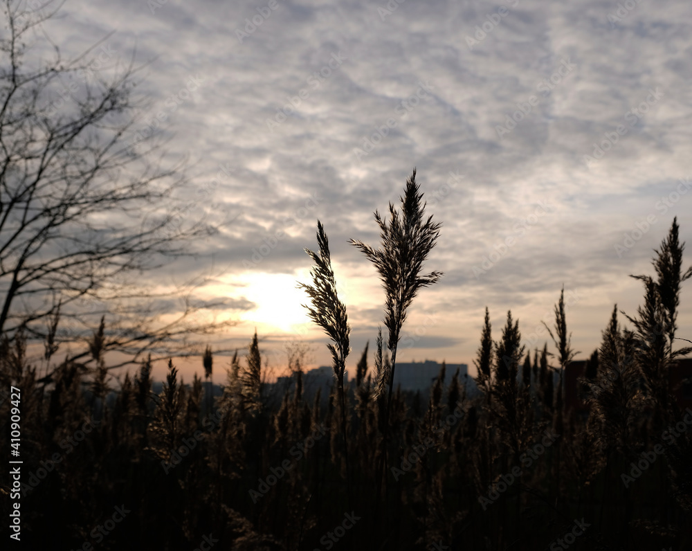 Golden reeds sway in the wind against sunset sky. Abstract natural background. Pattern with neutral colors. Minimal, stylish, trend concept. Golden sedge grass, dry reed, reed layer, reed seeds.
