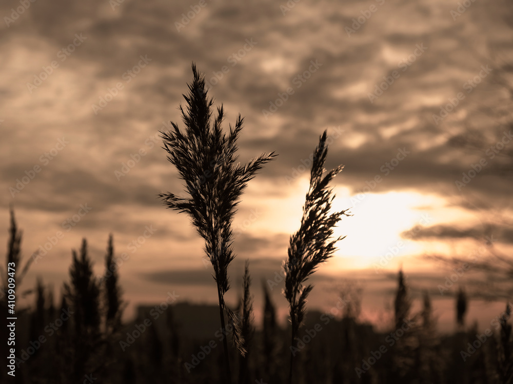 Golden reeds sway in the wind against sunset sky. Abstract natural background. Pattern with neutral colors. Minimal, stylish, trend concept. Golden sedge grass, dry reed, reed layer, reed seeds. Golden reeds sway in the wind against sunset sky. Abstract natural background. Pattern with neutral colors. Minimal, stylish, trend concept. Golden sedge grass, dry reed, reed layer, reed seeds.