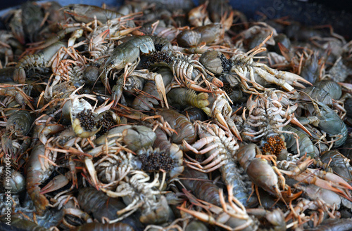 Cancers. Cancers waiting in a restaurant to be cooked.