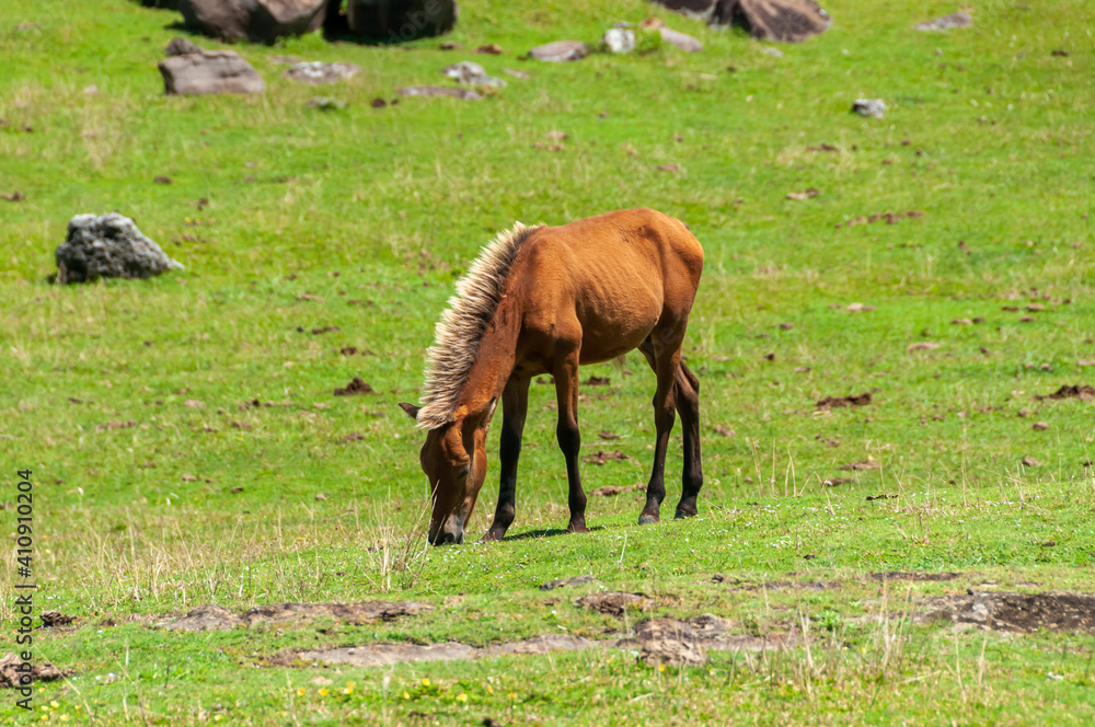 Yonaguni horse, a breed native Japanese horse with its brown hair lit by the sun light, roams freely in the pastures of Agarizaki cape. Yonaguni Island. Yonaguni horse, a breed native Japanese horse with its brown hair lit by the sun light, roams freely in the pastures of Agarizaki cape. Yonaguni Island.
