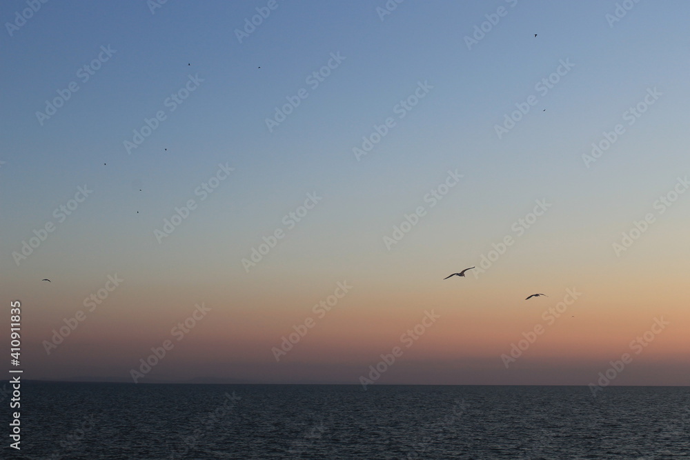 seagulls fly at sunset over the sea