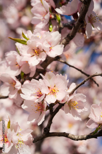 almond tree bloom