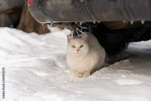 Canvas Print Cute and beautiful white street cat is sitting on the snow under a car