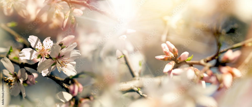 Branches in bloom lit by sun rays, flowering fruit tree, beautiful nature in spring 