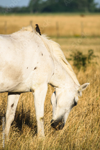 white horse and foal © Pablo