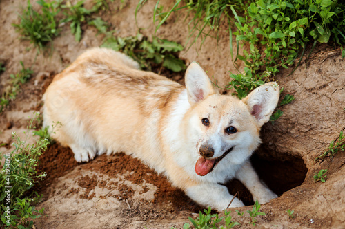 Happy dog, Welsh Corgi Pembroke, digs a hole in the ground. Outdoors in summer.