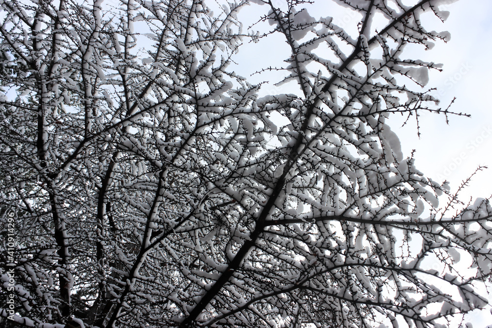 Wintery landscape view. Snow on a tree branches. Winter landscape. Snow on the branches of a tree. Selective focus. Wintery landscape view. Snow on a tree branches. Winter landscape. Snow on the branches of a tree. Selective focus.