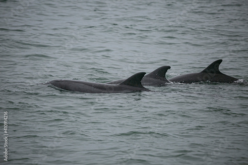 Atlantic humpback dolphins in the coast of Namibia, Valwis Bay