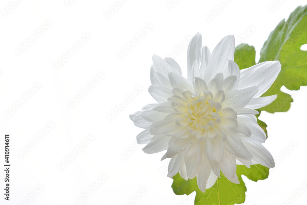 白い菊の花
