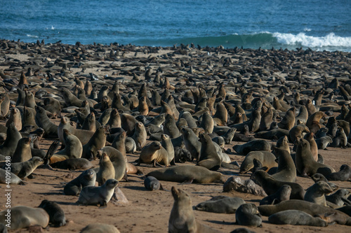 Cape fur seal colony at Cape Cross in Skeleton Coast of Namibia, Southern Africa © faruk