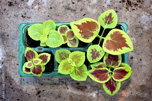 Coleos seedlings in February, 2021. photo