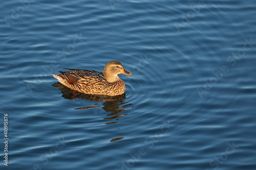 Malard female on the lake