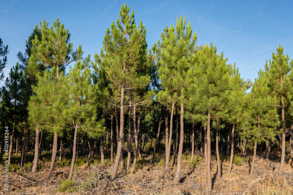 bosque de pino silvestre , Pinus sylvestris,Navaleno, Soria, Comunidad Autónoma de Castilla, Spain, Europe