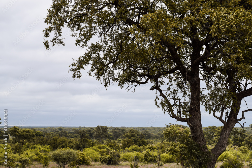 Savanna landscape with a tree in the foreground. Kruger National Park, South Africa.