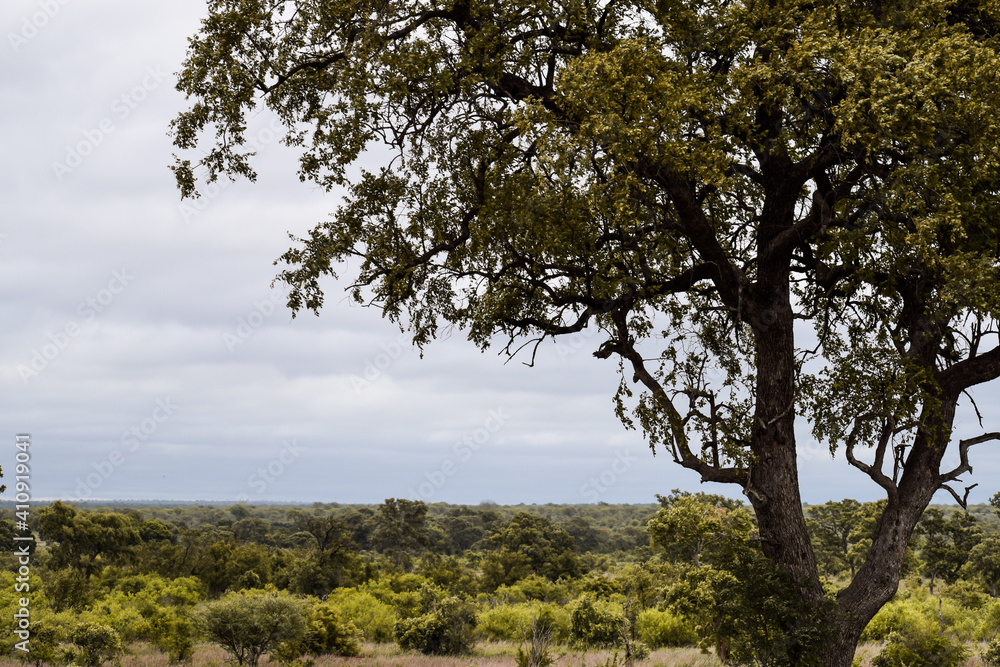 Savanna landscape with a tree in the foreground. Kruger National Park, South Africa. Savanna landscape with a tree in the foreground. Kruger National Park, South Africa.