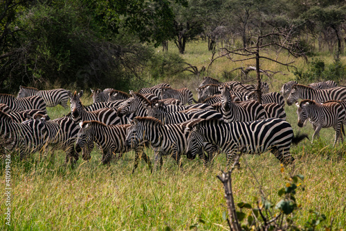 Zebra herd in Masai Mara Game Reserve of Kenya  East Africa