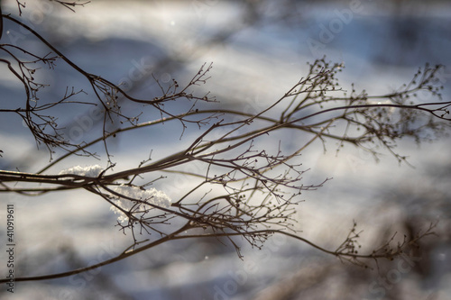 branches in winter, snow in winter, icy branches in winter, landscape photography, winter landscape photography, branches with snow
