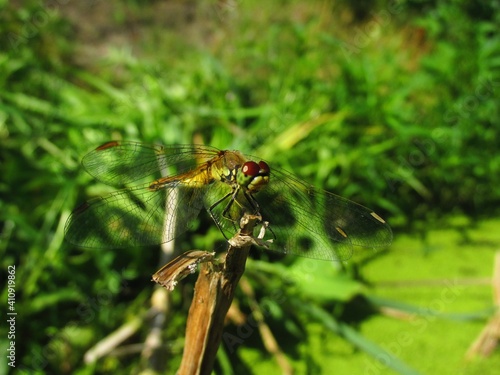 A green dragonfly sits in the green grass of a swamp © Tatiana