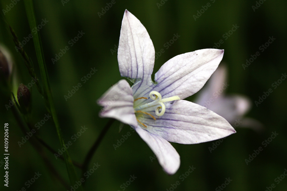 Obraz premium white flower close up