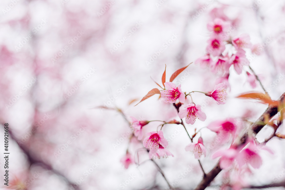 Sakura flower background. Spring background with cherry blossom. Sakura flower background. Spring background with cherry blossom.