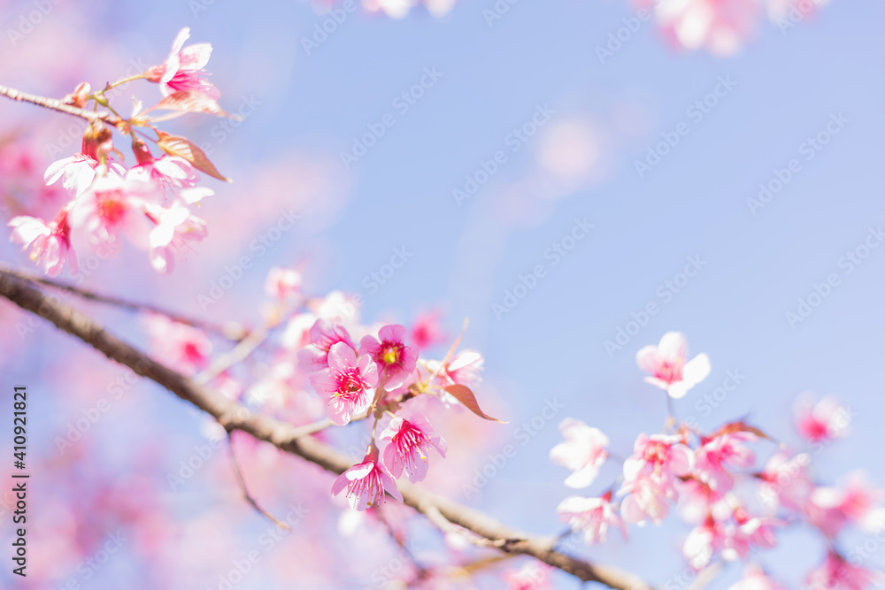 Sakura flower background. Spring background with cherry blossom. Sakura flower background. Spring background with cherry blossom.