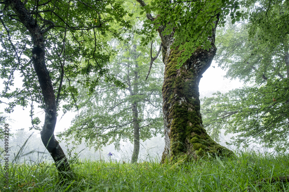 Fototapeta premium Sierra de Aralar, Navarra, spain