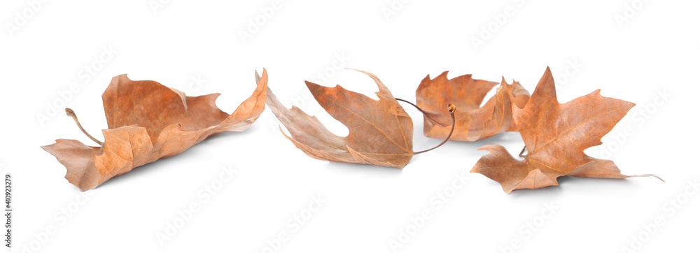 Dry leaves on white background. Autumn season Dry leaves on white background. Autumn season
