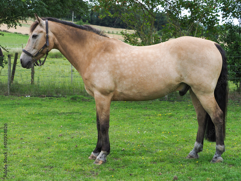 Pretty Dun Horse Pretty Dun Horse