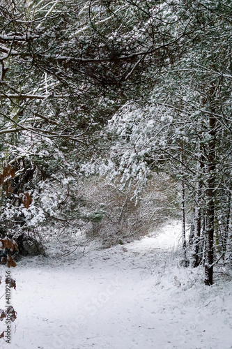 Fototapeta Naklejka Na Ścianę i Meble -  Nadmorski las