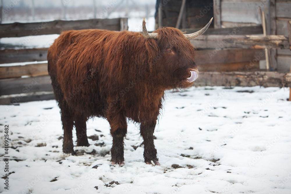 Scottish highland cow on a winter pasture. The cow licked showing his tongue. Scottish highland cow on a winter pasture. The cow licked showing his tongue.