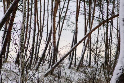 Fototapeta Naklejka Na Ścianę i Meble -  Nadmorski las