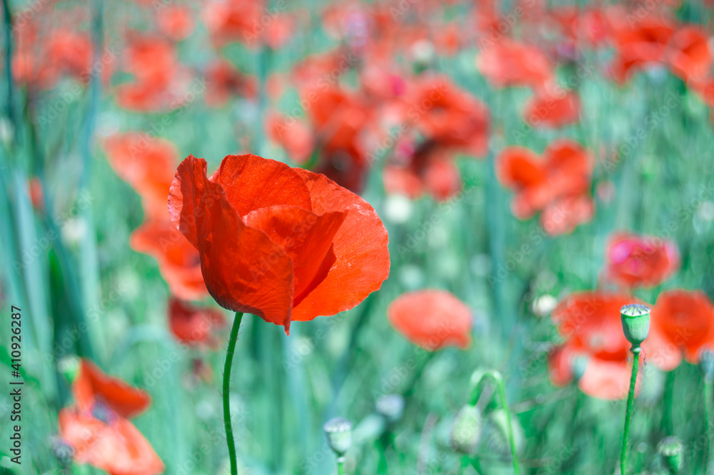 Obraz premium campo de amapolas